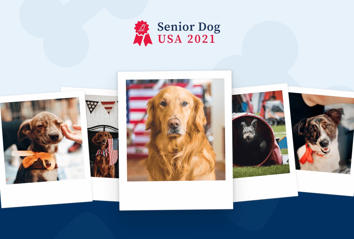 Senior Dog 2021 project preview